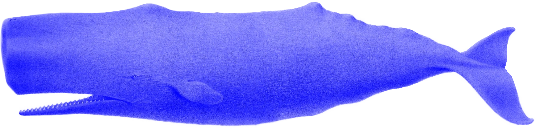 A whale swimming peacefully